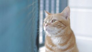 この恋はダークサイドだから、ずーっとは続かないですよ。