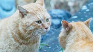 ぶつかると分かっているのは、口ケンカ星があるから。